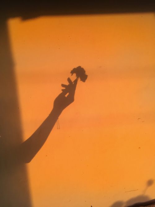 Free Shadow of a hand holding a flower against a warm, orange-toned wall at sunset. Stock Photo
