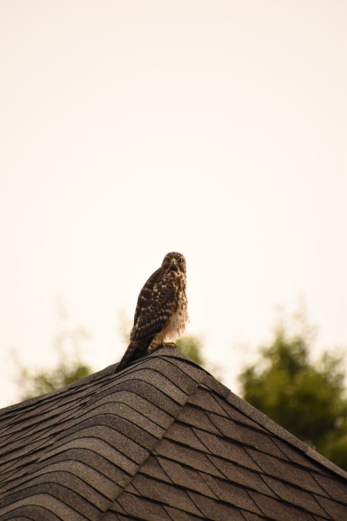 Free A hawk sits atop a roof under a clear sky, embodying urban wildlife. Stock Photo