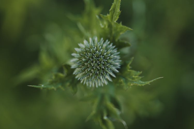 Green Flower In Nature