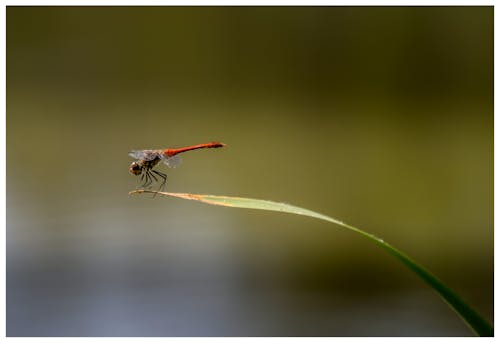 Kostenloses Stock Foto zu insekten