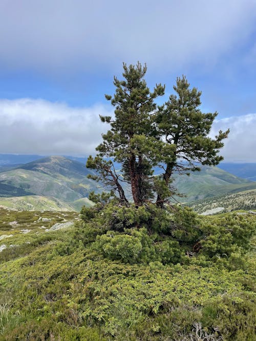 Fotos de stock gratuitas de árbol, cerros, cima