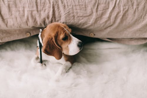 Chiot Sur Une Surface Blanche