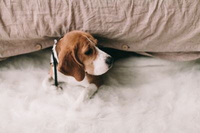 Automatic Pet Feeder