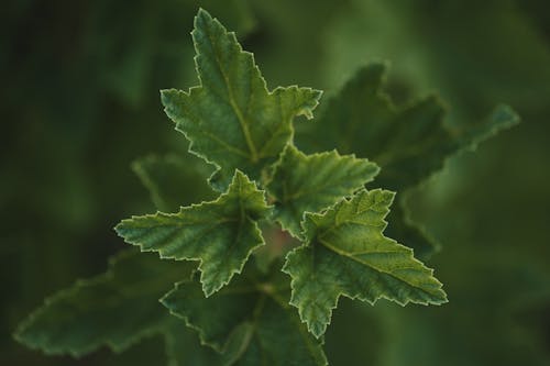 Immagine gratuita di focus selettivo, foglie, fresco