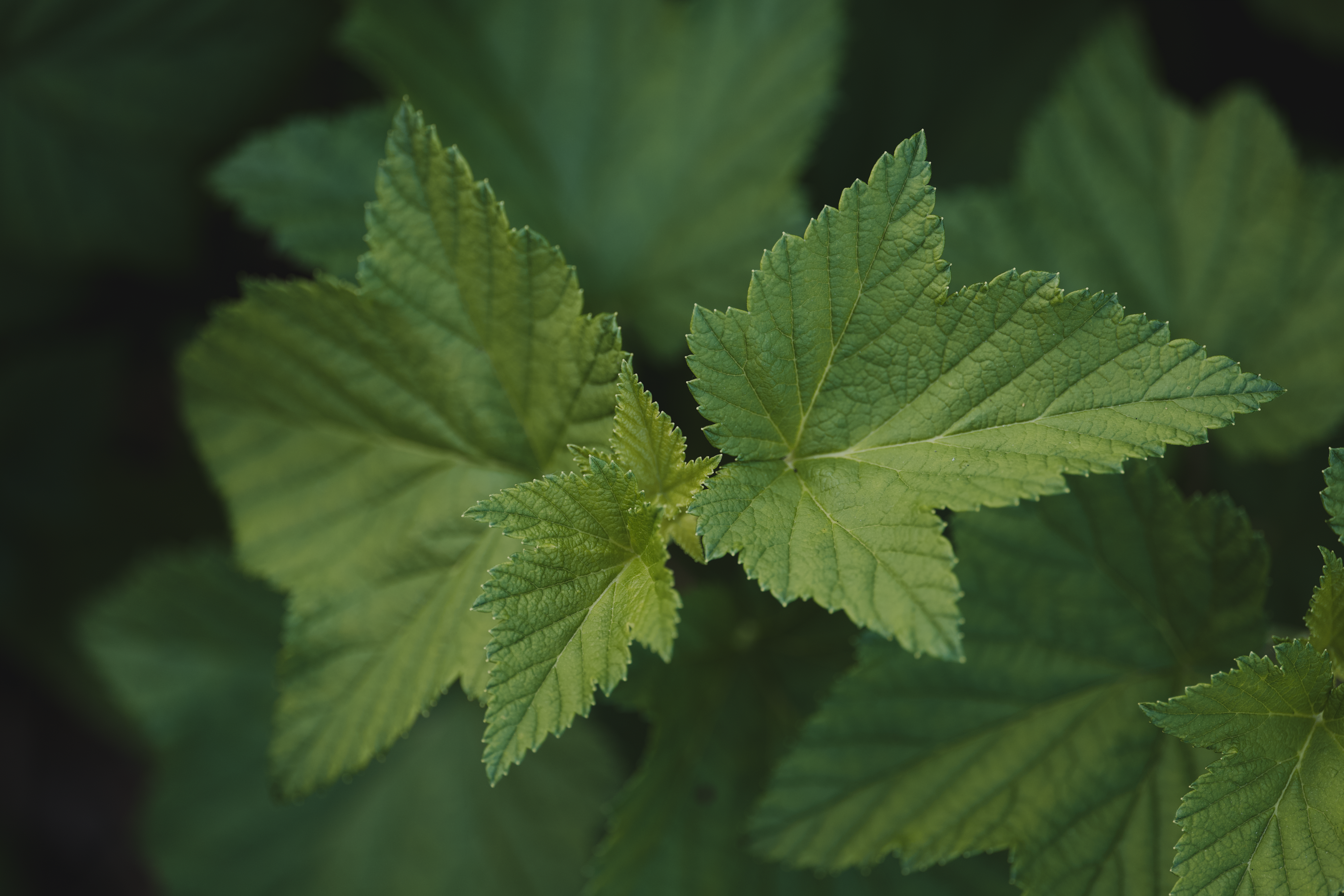 Detailed image of vibrant green blackcurrant leaves, showcasing natural beauty.