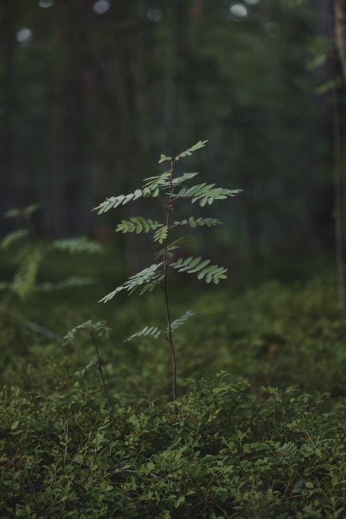 Immagine gratuita di focus selettivo, foglie, foresta