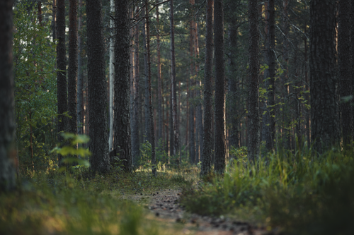 Free Tranquil footpath winding through a dense, lush pine forest, offering natural serenity. Stock Photo