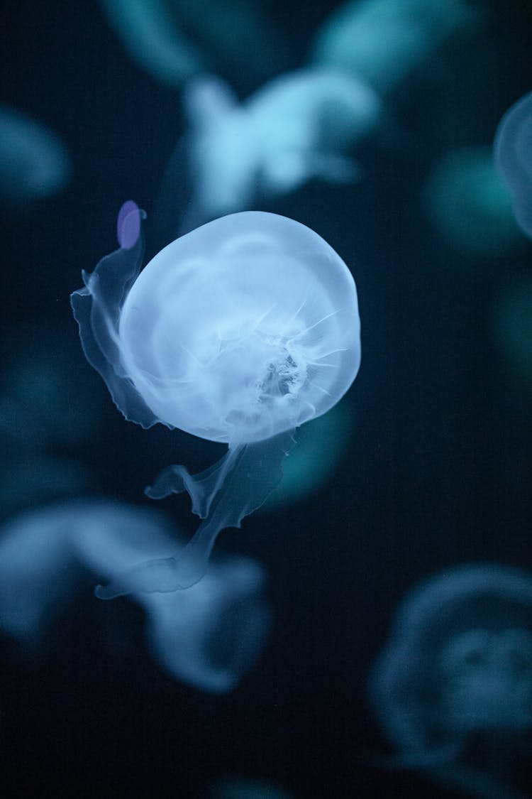 Close-up Of A Jellyfish Underwater 