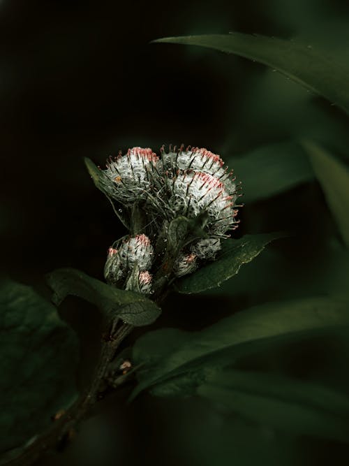 Immagine gratuita di fiore, focus selettivo, foglie