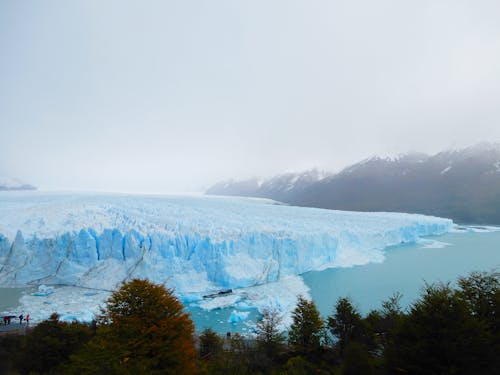 Darmowe zdjęcie z galerii z argentyna, drzewa, lód
