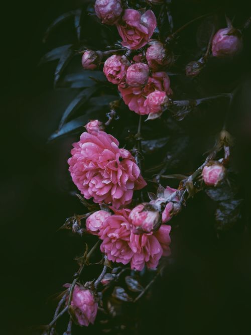 Free A close-up shot of vibrant pink roses against a dark background, showcasing natural elegance. Stock Photo