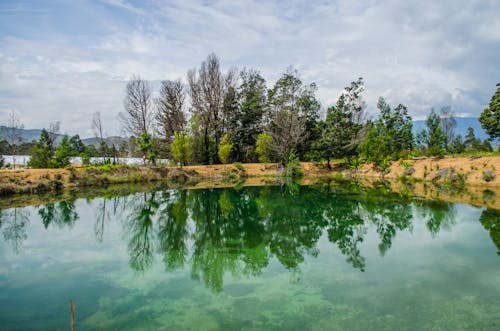 Darmowe zdjęcie z galerii z drzewa, jezioro, natura