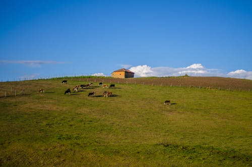 奶牛, 家畜, 牧場 的 免费素材图片