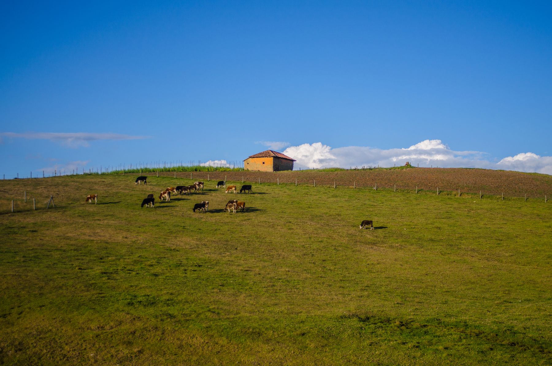 Cattle grazing on sunlit rolling pasture — photo by Juan Felipe Ramírez on Pexels