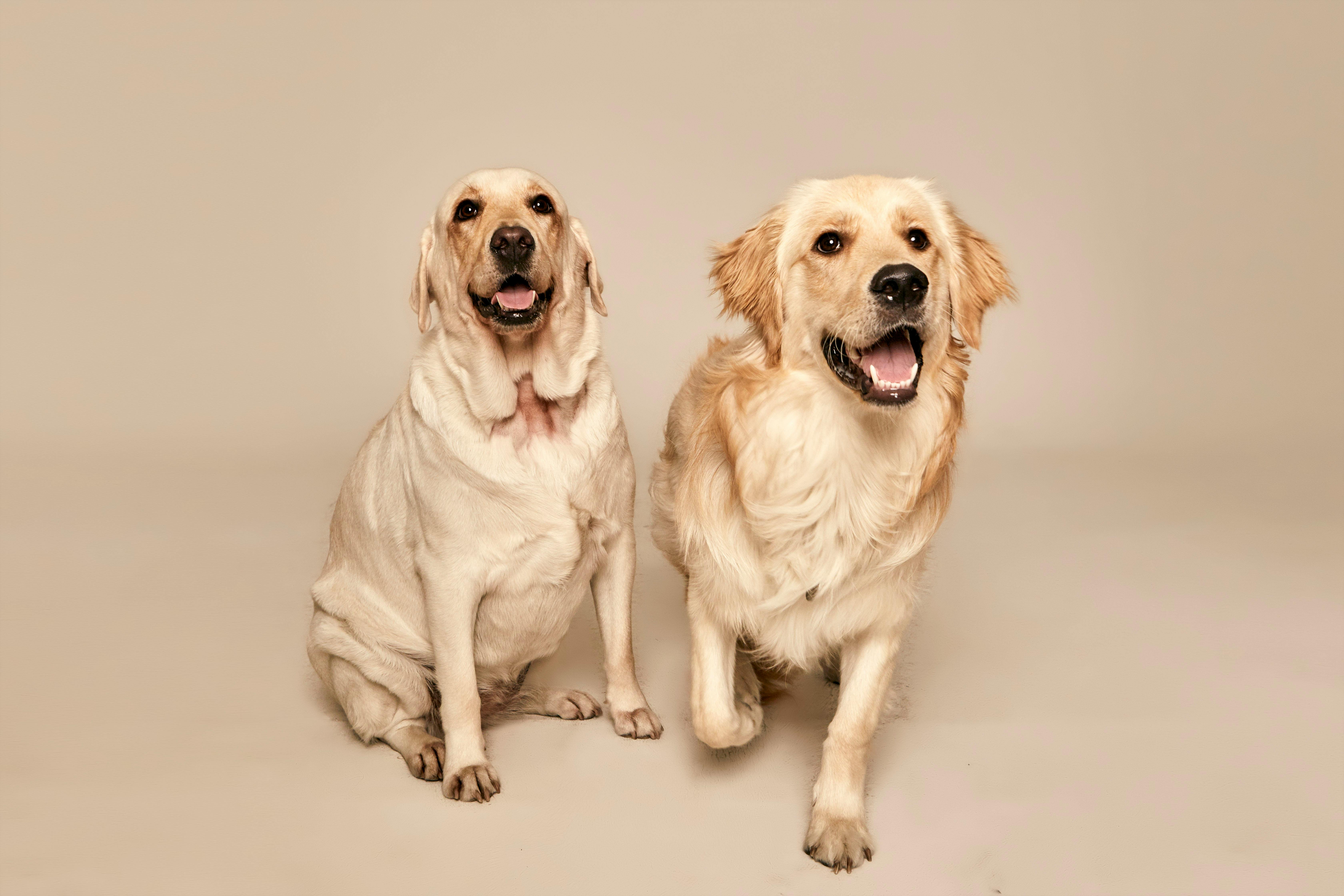 pet insurance pet finance and insurance — Photo by honggyu kim on Pexels