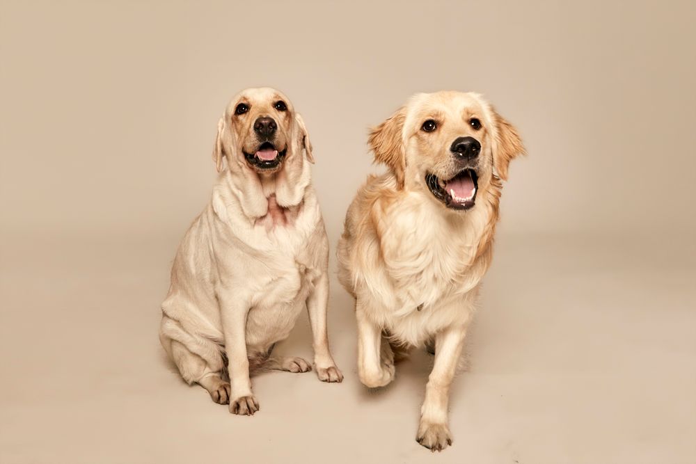 Two golden retrievers sitting side by side on a neutral studio background