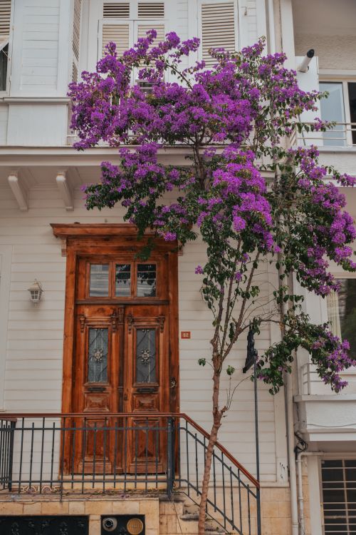 Free Beautiful townhouse facade with vibrant bougainvillea tree over rustic wooden door. Stock Photo