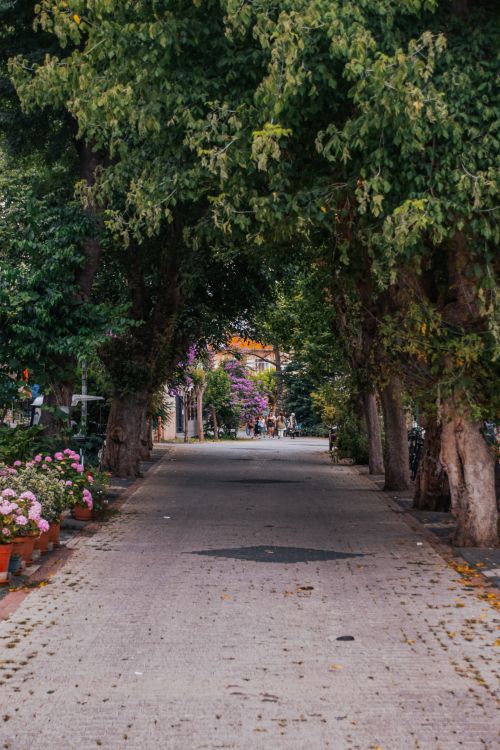 Free Picturesque city alley lined with trees and vibrant flower pots, perfect for a tranquil urban scene. Stock Photo