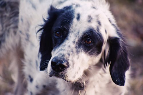 Free Shallow Focus Photography of Dog Stock Photo