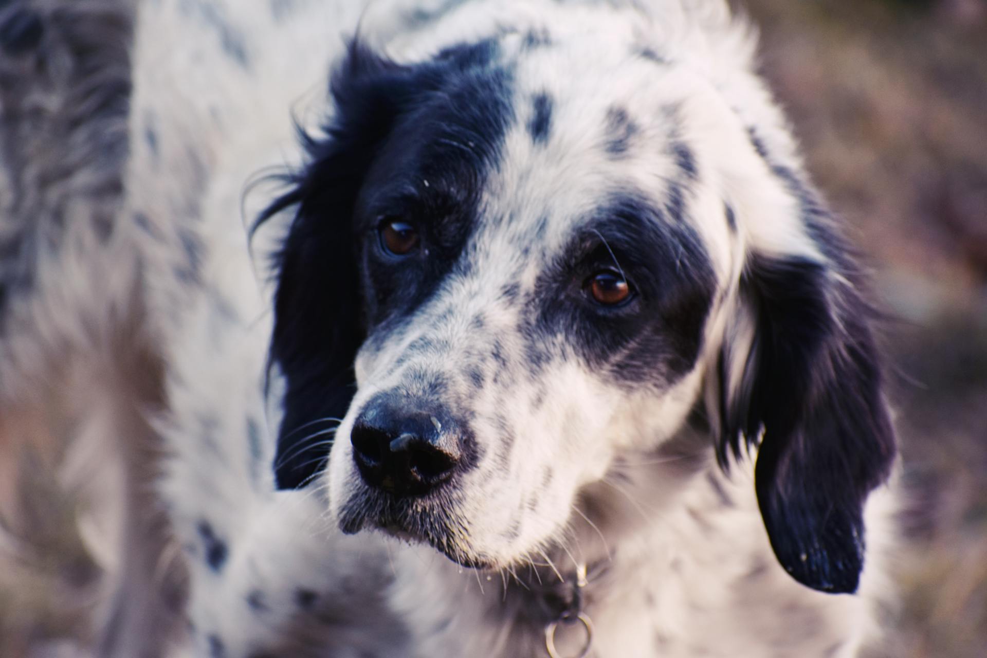 Shallow Focus Photography of Dog