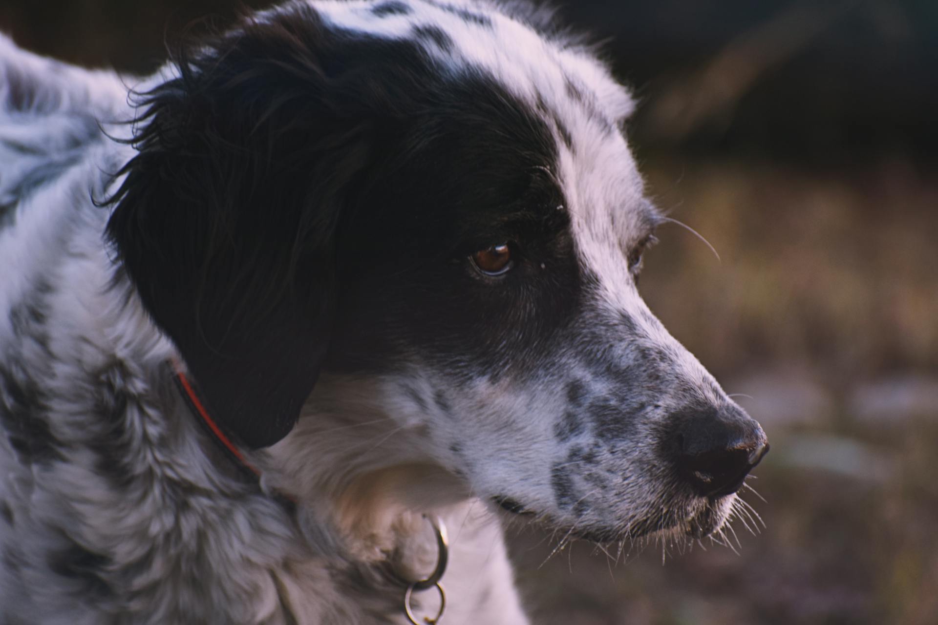 Une photo de chien en gros plan