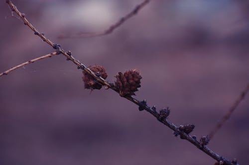 Free Pine Cones On Branch Stock Photo