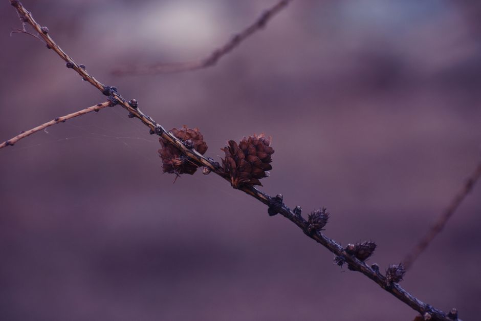 Macro shot of pine cones on a branch with blurred background.