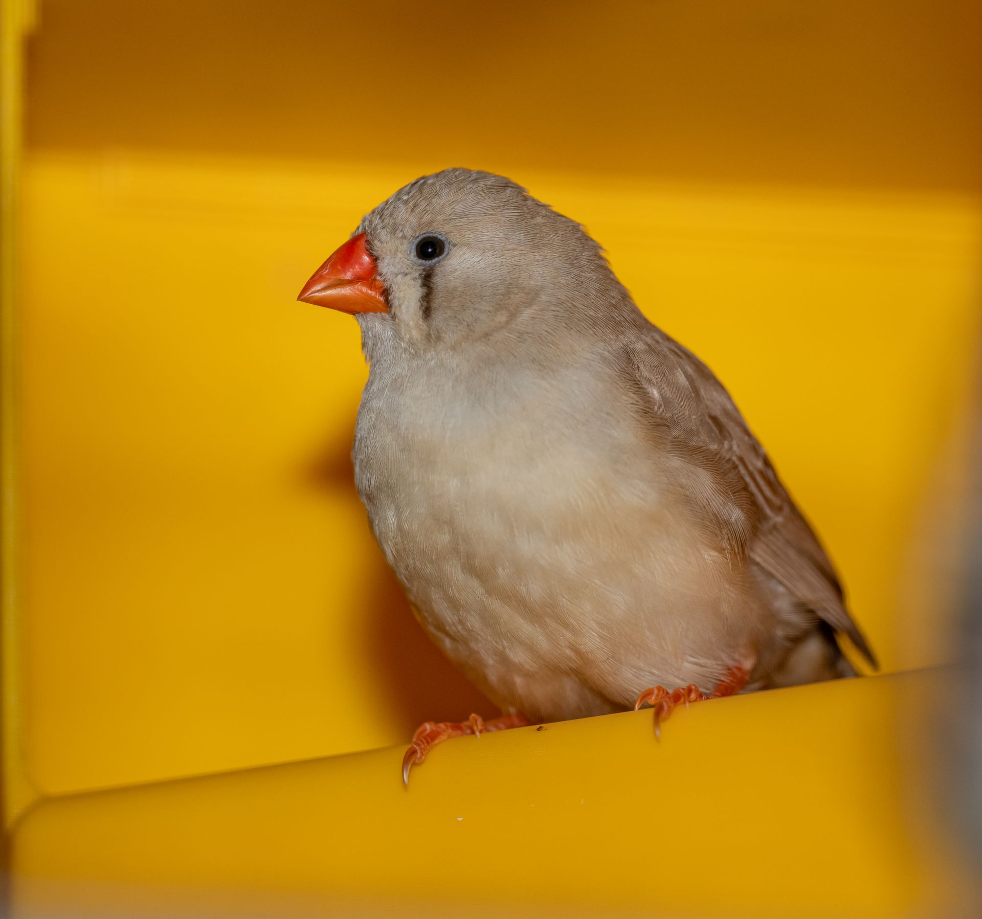 Adorable Australian Zebra Finch perched against a vibrant yellow backdrop.
