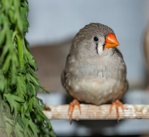 Free Detailed close-up of a zebra finch perched indoors with orange beak and soft feathers. Stock Photo