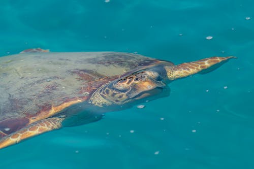 Imagine de stoc gratuită din a închide, exotic, fotografie de animale