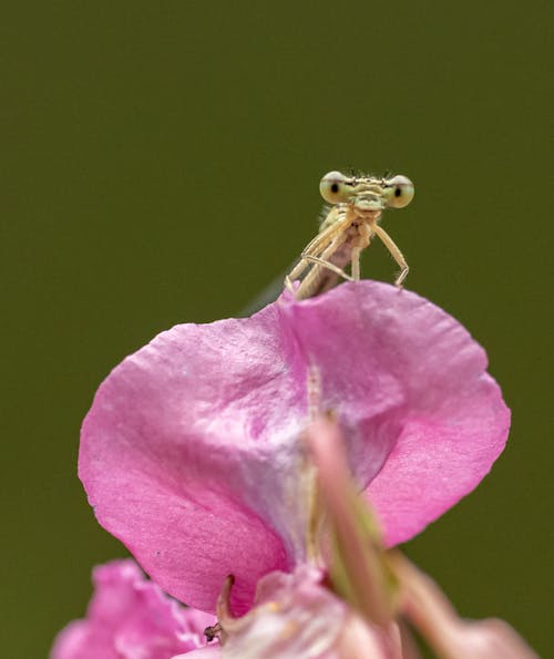 Damselfly on Pink Flower