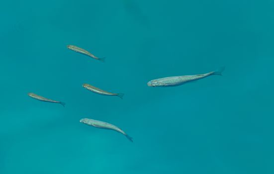 A serene image of a school of fish swimming gracefully underwater in clear blue waters.