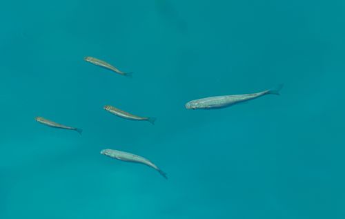 Free A serene image of a school of fish swimming gracefully underwater in clear blue waters. Stock Photo
