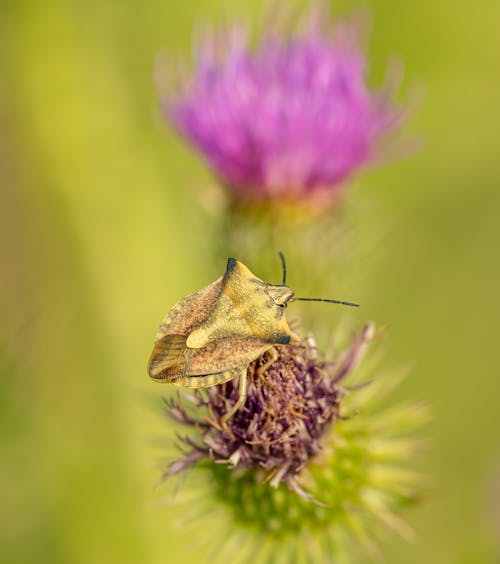 böcek, carpocoris fuscispinus, çiçek içeren Ücretsiz stok fotoğraf