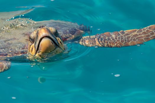 Close-up of a sea turtle swimming gracefully in crystal clear tropical waters.