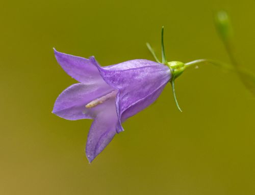 Free Detailed close-up of a purple harebell flower, highlighting its delicate petals against a green background. Stock Photo