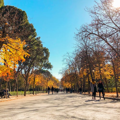 Ingyenes stockfotó fák, Madrid, park témában