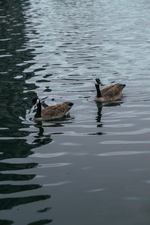 Canada Geese on Lake