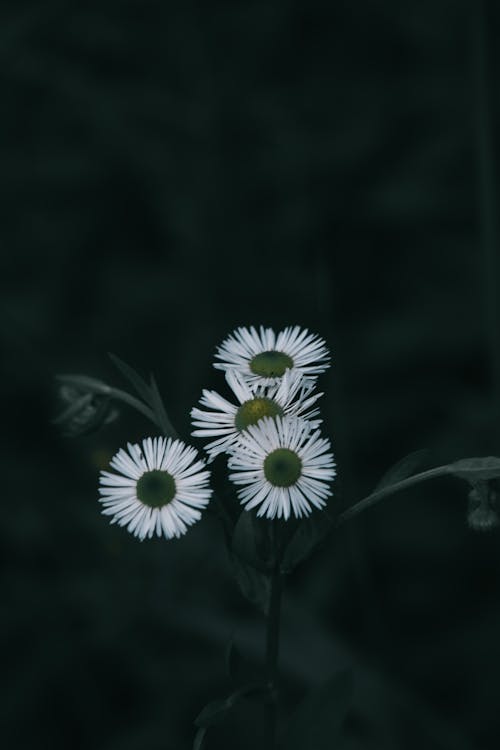 White Daisies in Nature