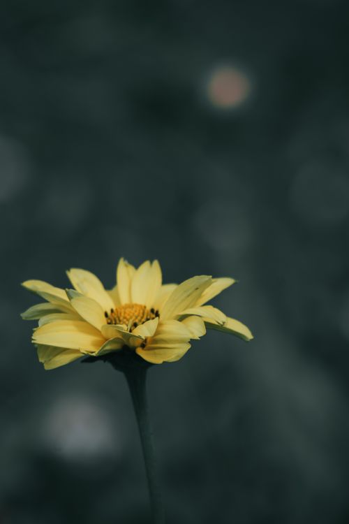 Free Beautiful close-up of a delicate yellow flower with soft petals against a blurred background. Stock Photo