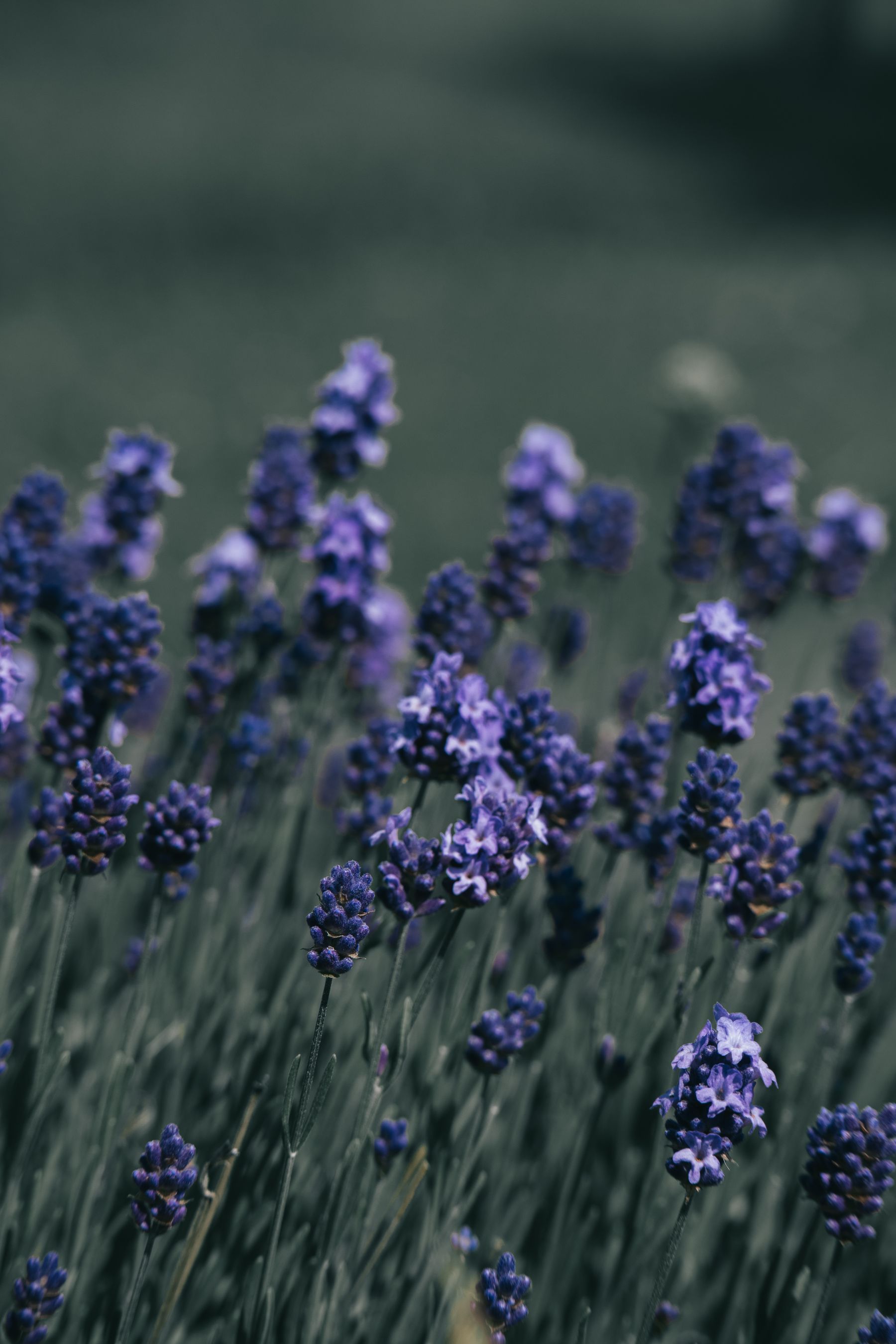 Keep Green Growth — lavender pruning and care