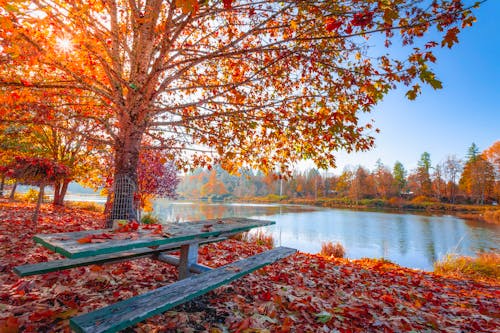 Red and Orange Autumn Leaves on the Ground and on Trees Beside Body of Water