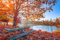 阳光明媚的天空下，宁静的湖畔秋景中，枫叶充满活力