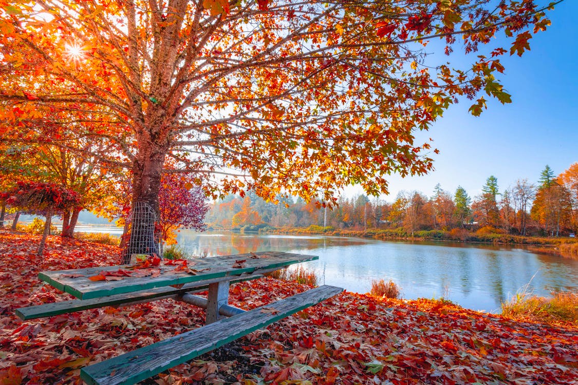 Free Red and Orange Autumn Leaves on the Ground and on Trees Beside Body of Water Stock Photo