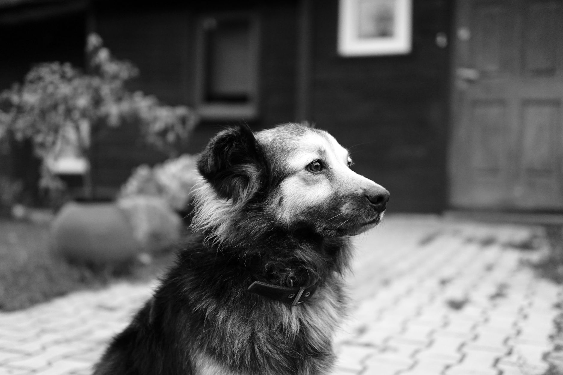 Veterinary care for a pet