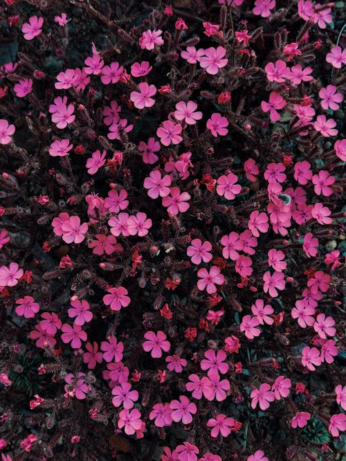 Free stock photo of 4k background, bloom, blooming flowers