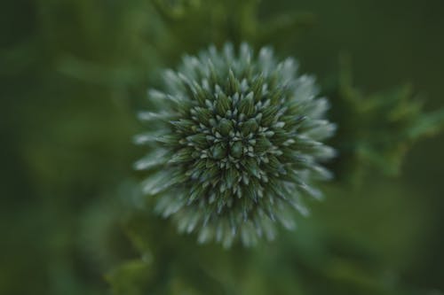 Green Flower in Nature