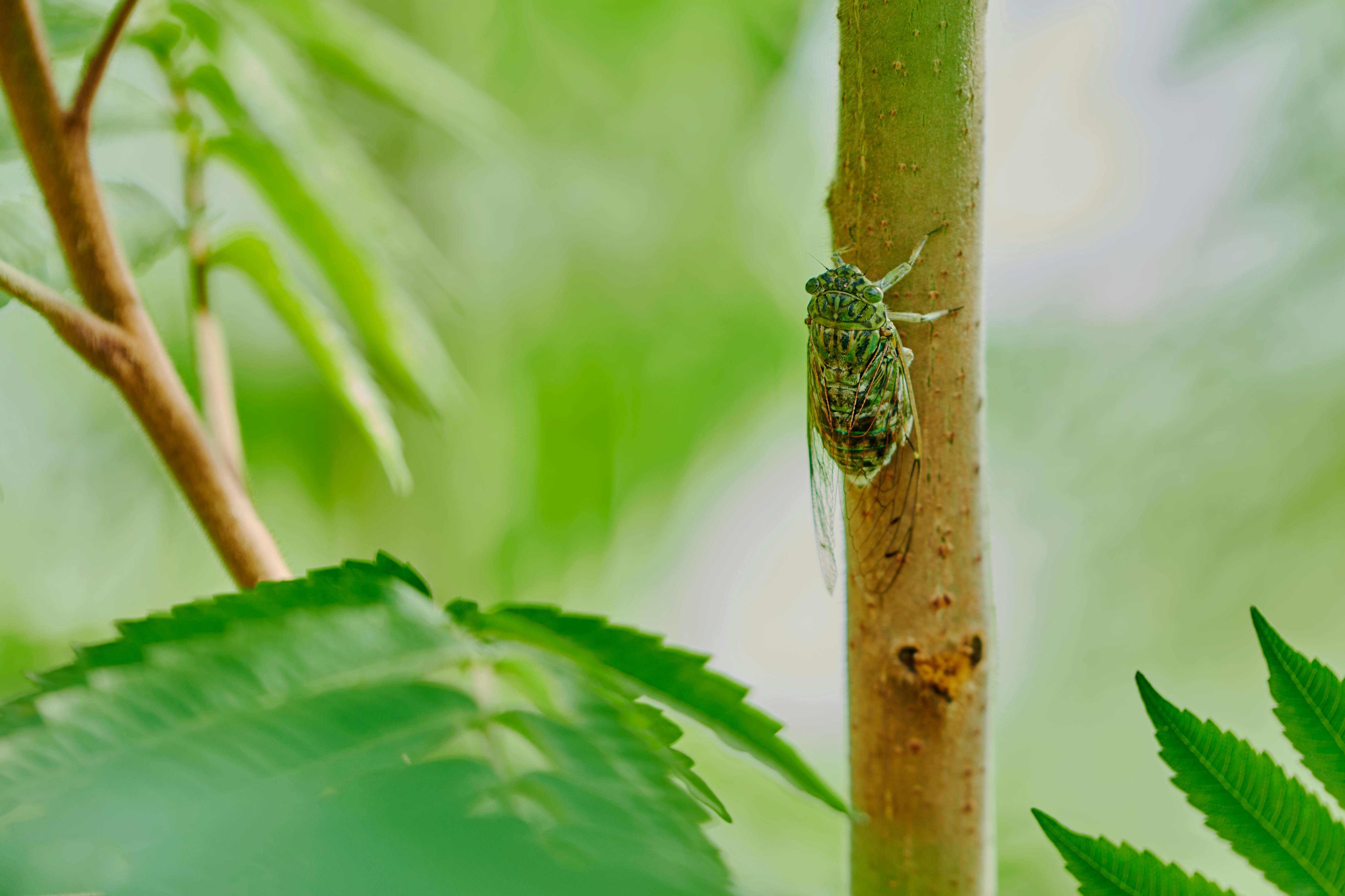 Detailed macro photograph of a cicada resting on a tree branch in a lush tropical forest setting.
