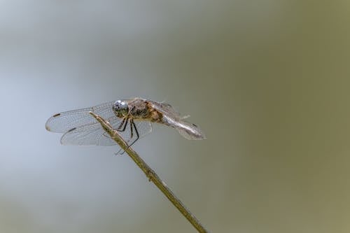 Close-up of a Dragonfly Sitting on a Plant 