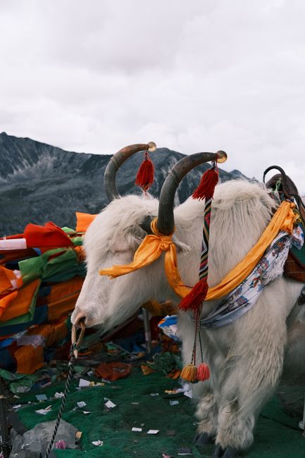 A mountain yak adorned with vibrant cloths and ornaments in a Tibetan landscape.